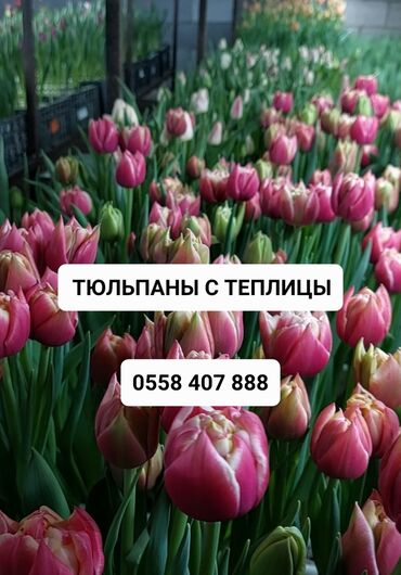 Цветы и букеты: 🌷 Тюльпаны от производителя весна 2025! 💯 🌟 Почему выбирают нас? •