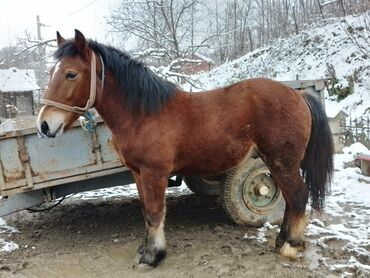 Domaće životinje: Na prodaju zdrebak hh star 15meseci miran prezan od dobrih konja tel