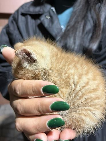 Кошки: Даром в добрые руки 🥹 чистый котенок. Нашли в районе восток 5. Срочно — 2
