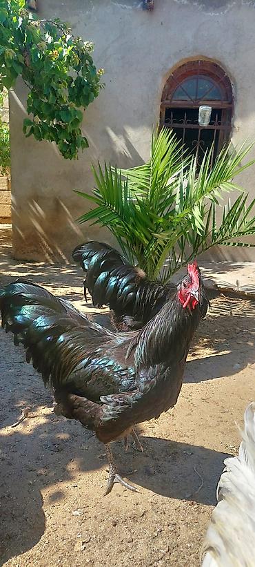 Toyuqlar: Toyuq, Australorp, Damazlıq — 2