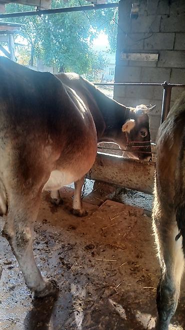 Продам с/х животных: Продаю | Корова (самка) | Алатауская | Для разведения, Для молока | Стельные — 1