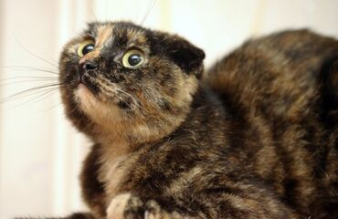 хочу купить кошку: Шотландская кошка фолд трехцветная Отдам даром В связи в переездом в
