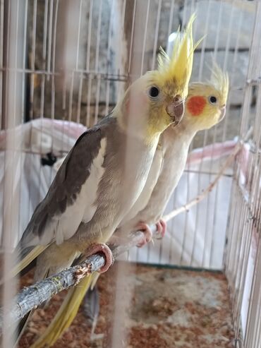 Tutuquşları: Məhsul: Nimfa (Cockatiel) papağanları – müxtəlif rəng mutasiyaları