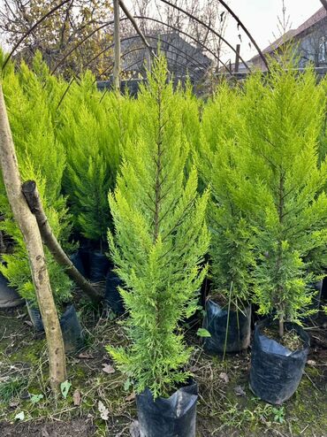 Tinglər: Məhsul: İynəyarpaqlı dekorativ ağac və xurma tingləri - Thuja/Kiparis — 2