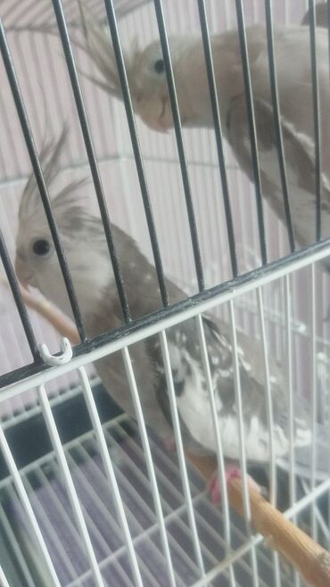 Tutuquşları: Quşlar satlır karella bülbül,fişer,nerazlucnik və sayri münasib — 4