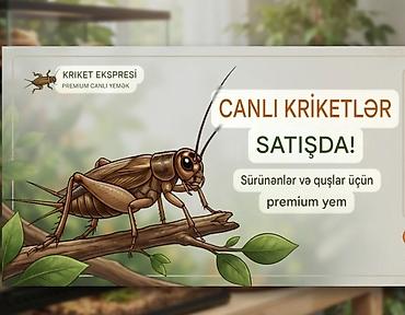 ucuz yem: Məhsul: Canlı kriketlər – sürünənlər və quşlar üçün premium yem — 1
