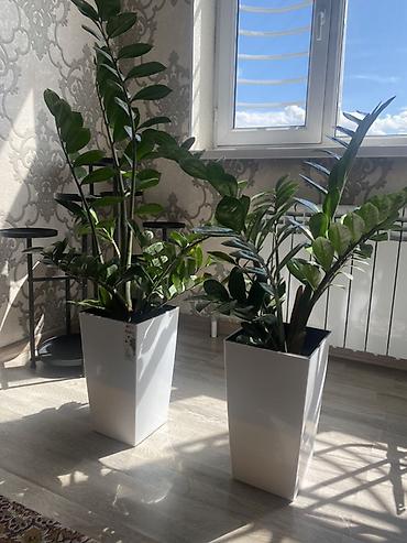 денежный дерево: Долларовое дерево Замиокулькас (ZZ-plant) в современном высоком кашпо — 2