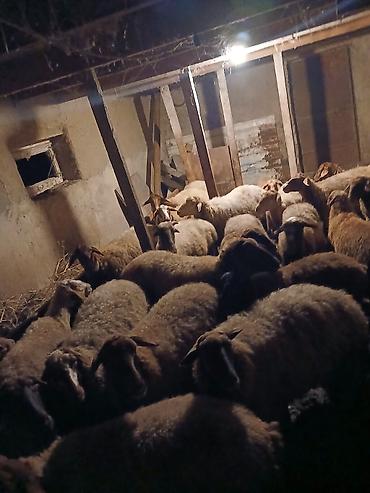 yani balali qoyunlar: Qoyunlar satılır kim isdəsə nömrə ilə əlaqə saxlasın razılaşma var — 4