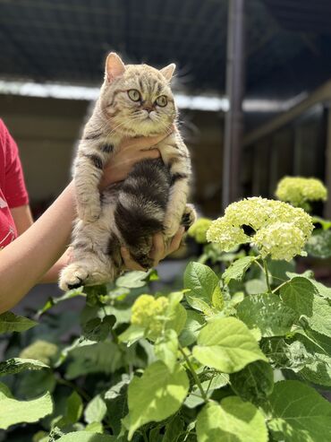 продам котят: Скотиш Фолд (Шотландиялык шалпаң кулак), 6 айлык, Эркек, Алтын шиншилла, Лотокко барууга үйрөтүлгөн, Курттардан тазаланган, Документтери менен