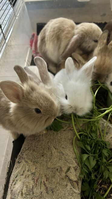 кролика: Декоративные кролики, порода Львиная голова🥰 возраст 1 месяц🥰 отдаем