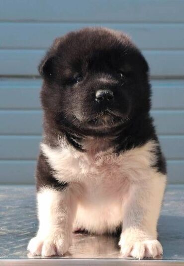 Psi: Američka Akita, štenci Odgajivacnica TOP WINNER PUPPY sa ponosom — 10