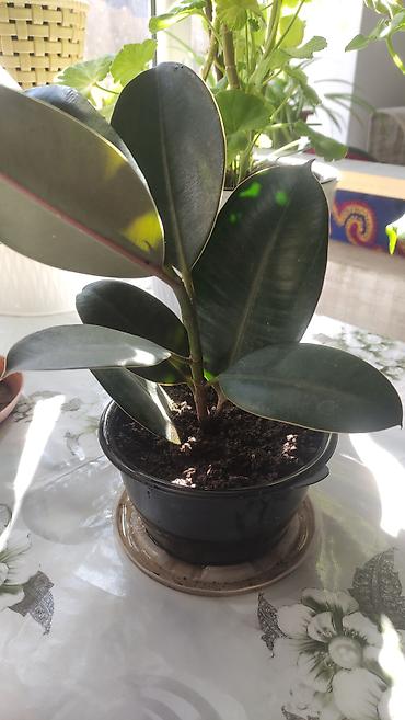 Бөлмө өсүмдүктөрү: Фикус эластика (Ficus elastica, каучуконосный) в горшках. - Глянцевые — 1