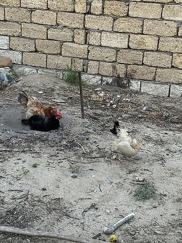 Сельхозптицы: Курица, Для яиц, Самовывоз — 5