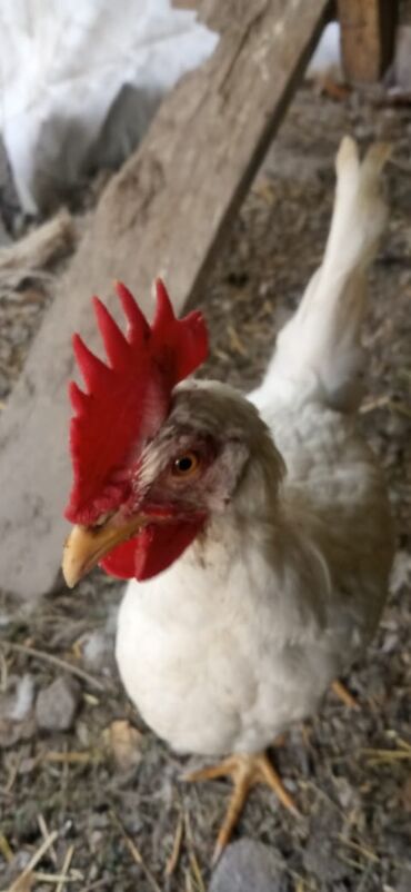 продаю музоо торпок корова самка бык самец айрширская ангус алатауская на забой для разведения на откорм племенные нетель привязанные: Сатам | Короздор | Хай-Лайн Соня Грей | Көбөйтүү үчүн