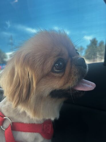 Pişiklər: Pekines, 9 ay, Erkek, Ödənişli çatdırılma