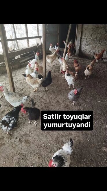 Digər heyvanlar: Digər heyvanlar