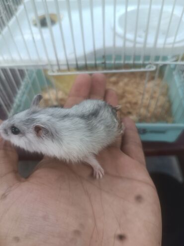 Daewoo: Balaca boz rəngli cırtdan hamster, ağ rəngli qarın nahiyəsi və tünd