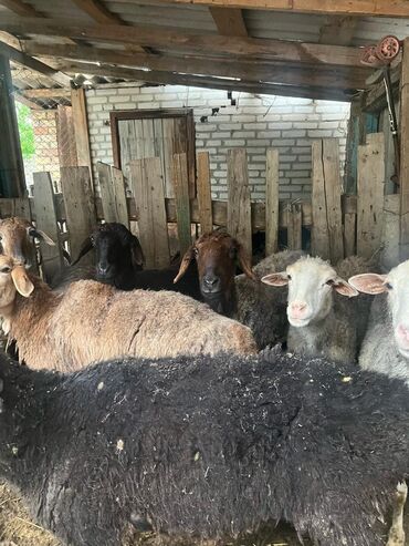 кой багам: Продаю | Овца (самка), Ягненок | На забой | Матка