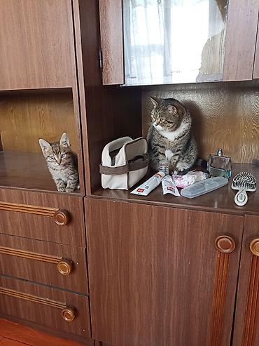 scottish fold: Котёнок тигрового окраса - Возраст: котёнок, небольшой - Окрас — 1
