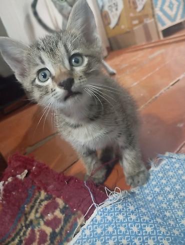 домашние котята: Котята домашние, короткошёрстные, все НЕ породистые. В помёте — 8