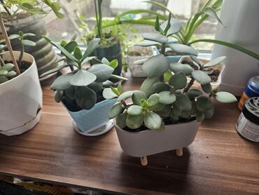 Otaq bitkiləri: Güllər . Kaktus, pul gülü, kolanxoe -da lalafo.az — 6 Otaq bitkiləri: Güllər . Kaktus, pul gülü, kolanxoe — 6