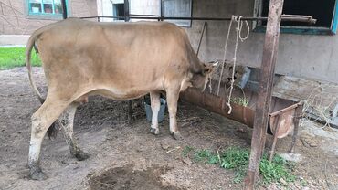 Коровы, быки: Продаю | Корова (самка) | Алатауская | Для разведения, Для молока