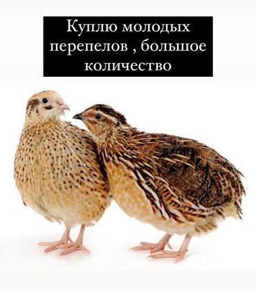 продам ячмень оптом: Куплю перепелок возраст от 40 дней больше 1000 штук цена