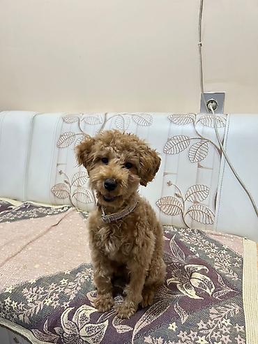 mops it: Pudel, 4 ay, Erkək, Peyvəndli — 3