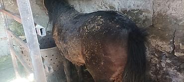 Коровы, быки: Продаю | Бык (самец) | На откорм | Привязанные — 10