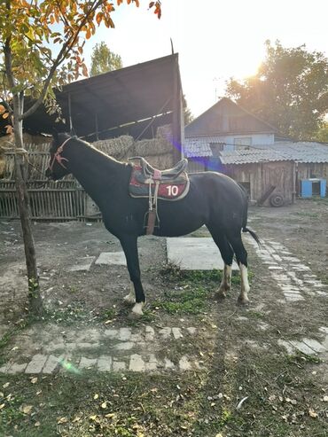 щенок французского бульдога: Сатам | Жылкы (эркек), Байтал | Ат спорту