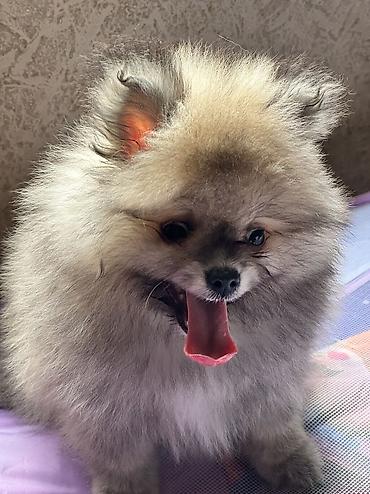 pomerian spits: Şpitz, 3 ay, Erkək, Peyvəndli, Ödənişli çatdırılma — 6