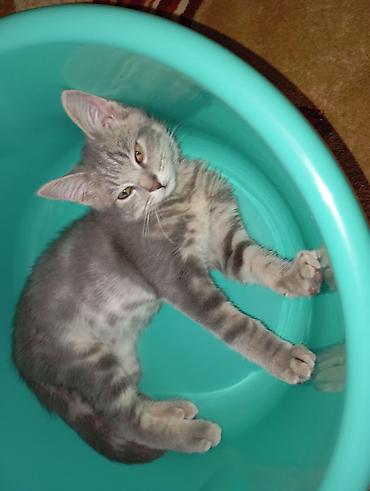 кошки серые: Дам хороший руки кота🐈‍⬛ — 2