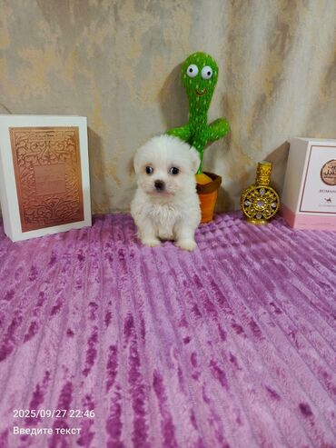 itler pudel: Sevimli ağ rəngli balaca it balası (mini toy pudel ölçü). Qısa
