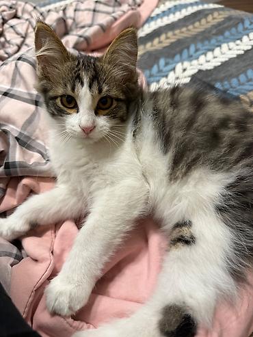 Мышыктар сатылат: Пушистый 4-месячный котенок 🐈‍⬛ Возраст: 4 месяца Пол: мальчик — 8