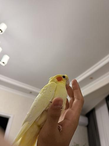 quşlar: Növbət: Sarı rəngli nimfa papuqayı (cockatiel) Xüsusiyyətlər: - Rəng — 4