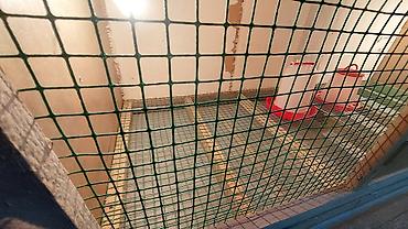 Зоотовары: Брудер для цыплят. универсальный Брудер жожого бодоного коенго хомяка — 19