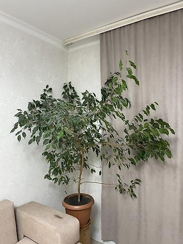 фикусы бенджамина: Фикус Бенджамина (Ficus benjamina), крупное комнатное дерево. Отдам — 1