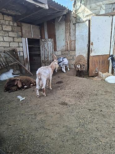 qoyun satisi 2024: Satılır Qoc, qurbanlıq quzular, cəpişlər — 4