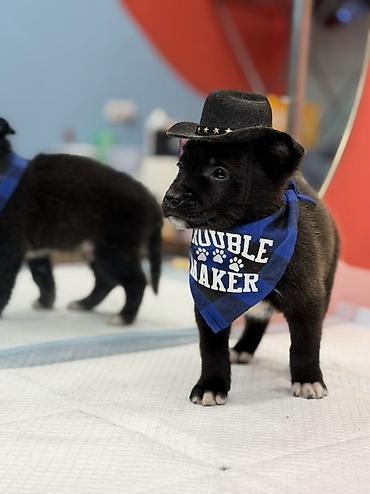 Psi: Štene pronađeno pored kontejnera za udomljavanje – mešanac, crne dlake — 5