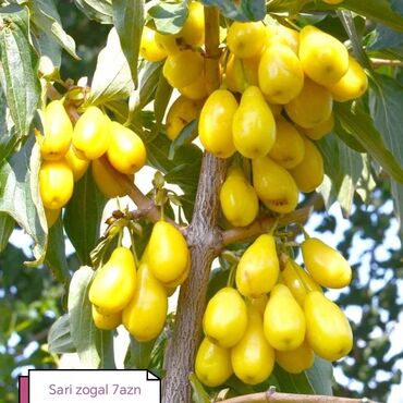 Şitillər: Məhsul: Bağ bitkiləri və meyvə fidanları seçimi - Hibiskus (Rose of — 4