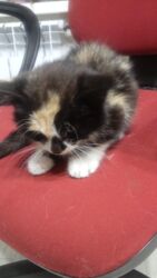 щенки французкого бульдога: Мышык бекер берилет: Породасыз, 2 айлык, Ургаачы