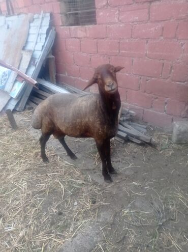 Mal-qara: Dişi, Qala, il: 1, Damazlıq, Ünvandan götürmə