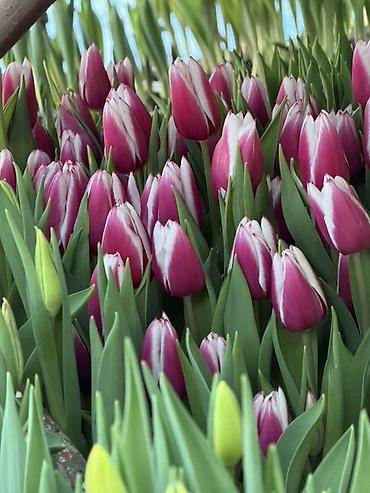 Букеты из живых цветов: Тюльпаны на 8 марта Принимаю корпоративные заказы с оформлением 16 — 14