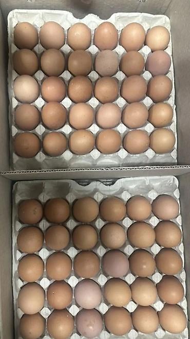 Куры, петухи: Продаю | Куры | Несушки — 9