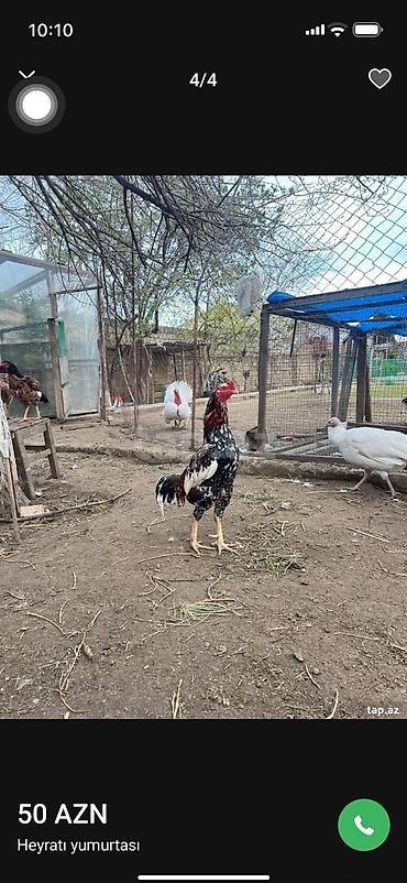 heyvan yemlərinin satışı: Erkək, Amerika, Damazlıq, Ödənişli çatdırılma — 5
