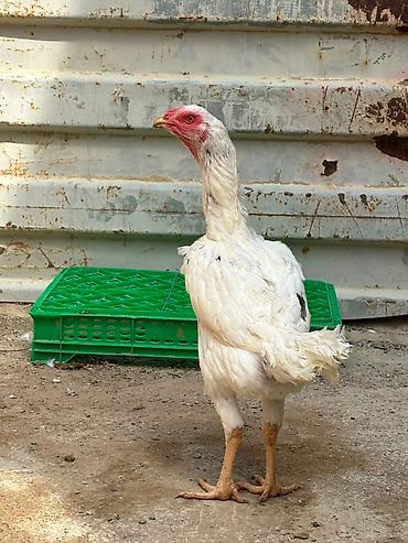 afcarka barter: Salam daş pipik cins heyratı 1 illik tam sağlam aktiv — 4
