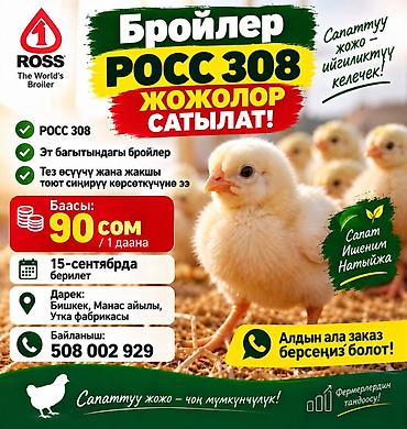 цыплята брама бишкек: Сатам | Балапандар | РОСС 308 | Союуга — 1