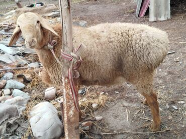 Бараны, овцы: Продаю | Овца (самка) | Для разведения | Матка — 3