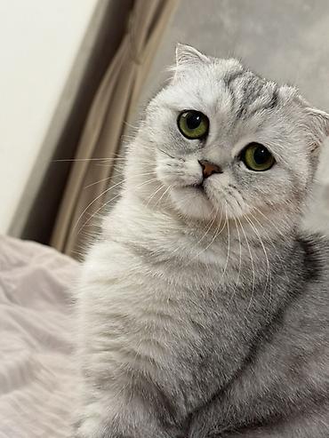 животные кошка: Шотландская вислоухая кошка (Scottish Fold), окрас серебристый — 2
