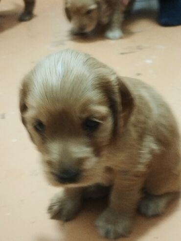 щенки в хорошие руки: Koker spaniyel, 1 ay, Erkek, Sənədli, Ünvandan götürmə, Pulsuz çatdırılma, Ödənişli çatdırılma
